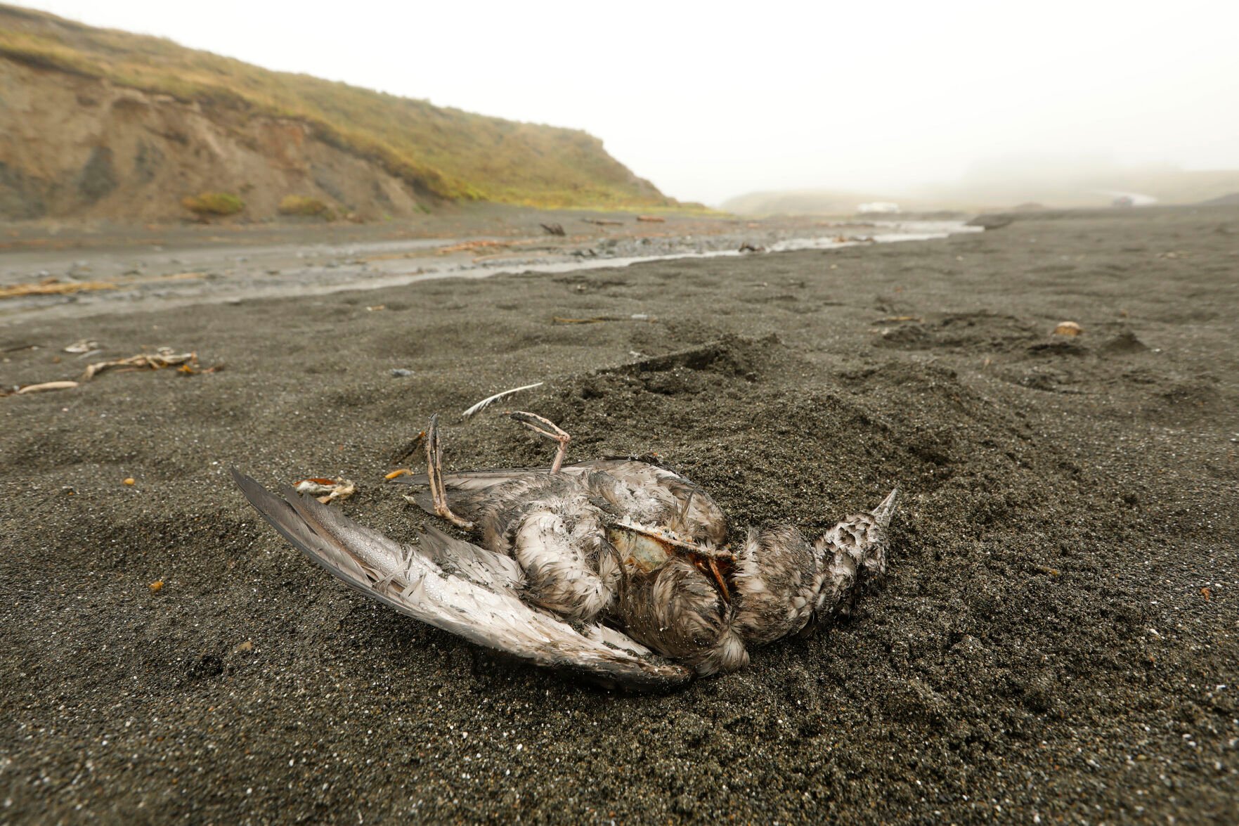 US-NEWS-ENV-CLIMATECHANGE-DIEOFFS-MELTING-2-LA